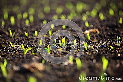 Green corn sprout in evening Stock Photo