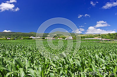 Green cornfield Terceira near Agualva. Azores. Portugal. Horizon Stock Photo