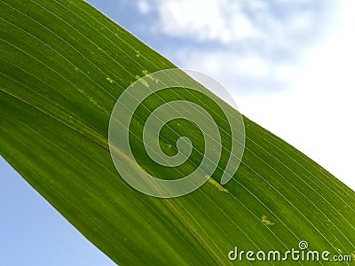 Green Cornleaf, Maize with white Clouds and blue Sky Background Stock Photo