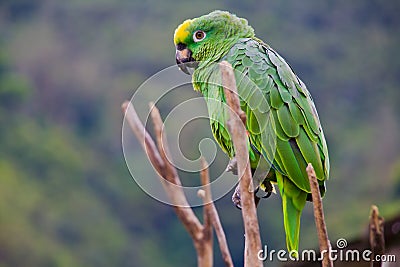 Green costa rica parrot wide Stock Photo