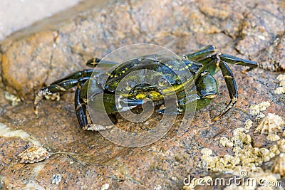 Green crab Stock Photo