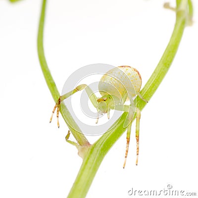 Green crab spider Stock Photo