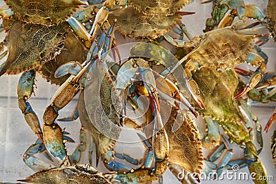 Green crabs crawl over each other in a plastic box Stock Photo