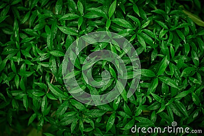 Green creative fashionable nature leaves texture for background. Stock Photo
