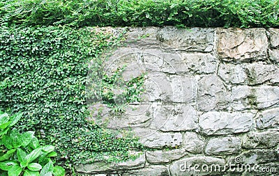 Green creeper plant growing through stone concrete wall patterns abstract texture for background , copy space Stock Photo