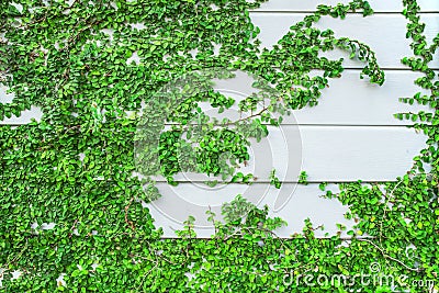 Green Creeper Plant growing on wood wall Stock Photo