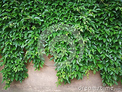 green creepers wall Stock Photo