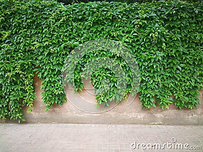 green creepers wall Stock Photo