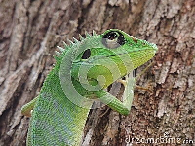 Green Crested Lizard Stock Photo