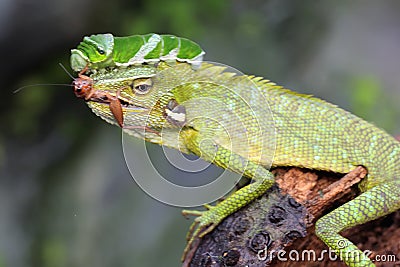 A green crested lizard is ready to eat a green caterpillar. Stock Photo