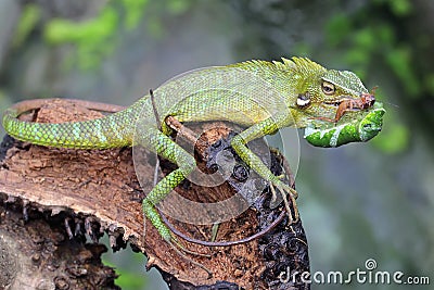 A green crested lizard is ready to eat a green caterpillar. Stock Photo