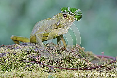 A green crested lizard is ready to eat a green caterpillar. Stock Photo