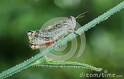 Green cricket Stock Photo