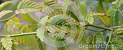 Green crickets Stock Photo