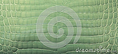 Green Crocodile Skin Stock Photo