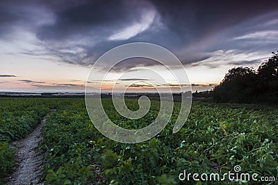 Green Crop Field With Stormy Clouds Overhead Stock Photo