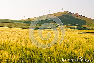 Landscape with green crop field Stock Photo