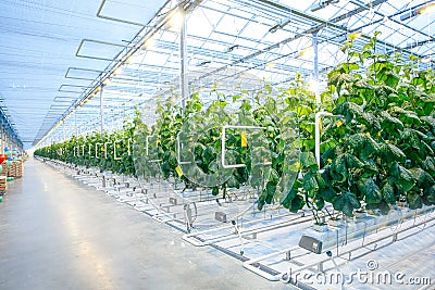 Green crop in modern greenhouse Stock Photo