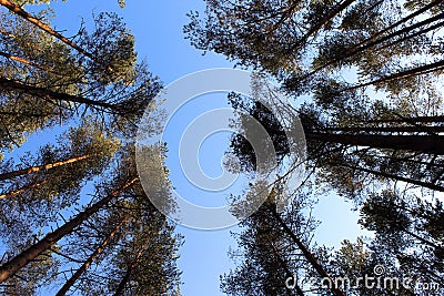 Crown of pine trees on the blue sky background Stock Photo