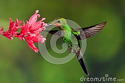 Green Crowned Brilliant Stock Photo