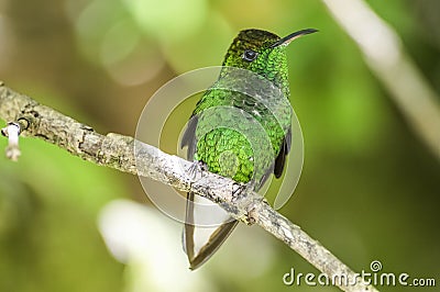 Green-crowned Brilliant. Curi Cancha, Costa Rica Stock Photo