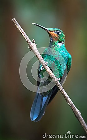 Green-crowned brilliant Heliodoxa jacula, juvenile male Stock Photo