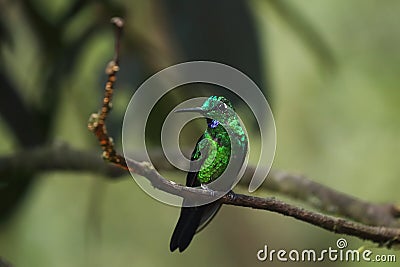 Green-crowned brilliant (Heliodoxa jacula) sitting on the branch in the tropical rainforest. Stock Photo