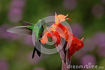 Green-crowned Brilliant Hummingbird flying next to beautiful orange flower with ping flowers in the background Stock Photo