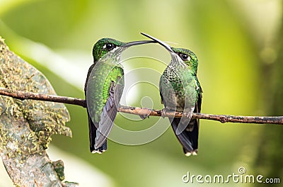 Green-crowned Brilliant hummingbirds Heliodoxa jacula perching on branch,Ecuador Stock Photo