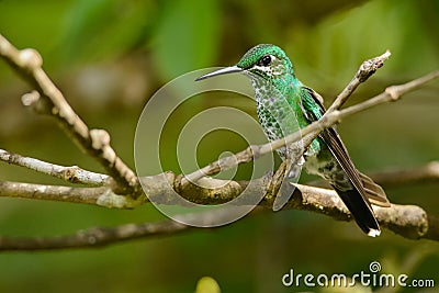 Green-crowned Brilliant Stock Photo