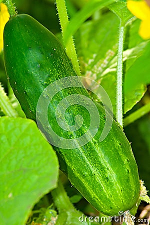 Green cucumber Stock Photo