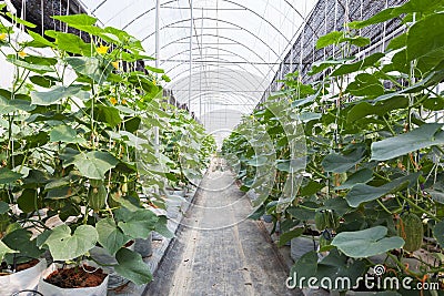 Green cucumber field Stock Photo