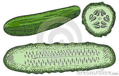 Green cucumber whole and sliced on a white background. Detailed drawing by hand Vector Illustration