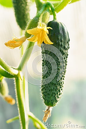 Green cucumber plant growing with vegetable and yellow flower gardening Stock Photo