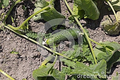 green cucumbers growing in the field in sunny weather Stock Photo