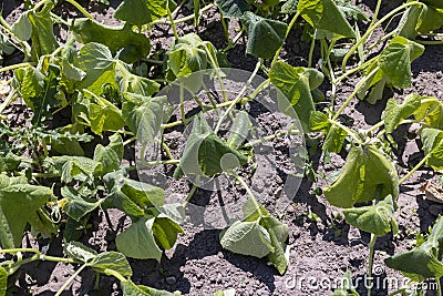 green cucumbers growing in the field in sunny weather Stock Photo