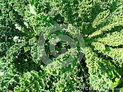 Green Curly Kale - Garden Stock Photo