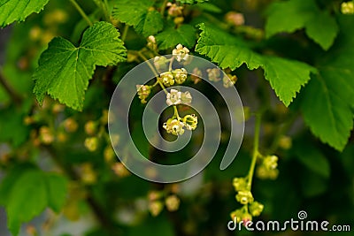 green currants on a green background macro shot Stock Photo