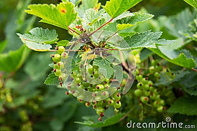 Green currants on bush branche close up Stock Photo