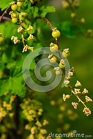 green currants on a green background macro shot Stock Photo