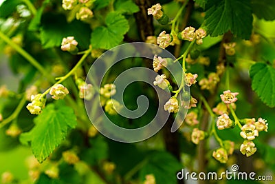 green currants on a green background macro shot Stock Photo