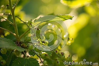 Green currants in the summer garden, sunny day. Macro sloseup shot Stock Photo