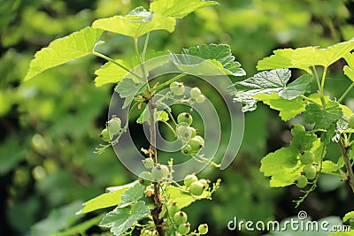 Green currants in the Sunlight Stock Photo