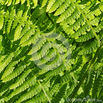 Green curved fern fonds Stock Photo