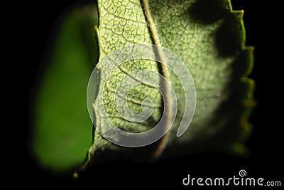 Green curved leaf isolated Stock Photo