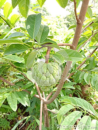 Green Custard apple fruit In india Stock Photo