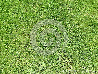 Green cut grass in spring. Football or soccer field green grass background. Stock Photo