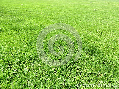 Green cut grass in spring. Football or soccer field green grass background. Stock Photo