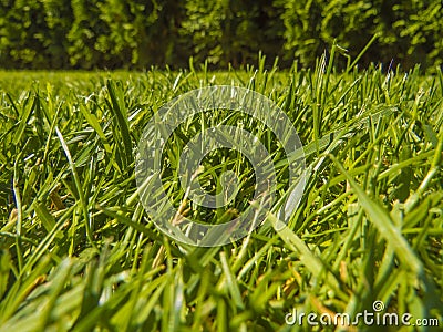 Green cut grass in spring. Stock Photo