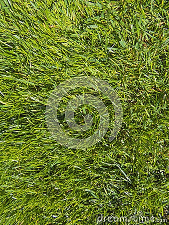 Green cut grass in spring. Stock Photo